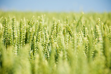 ripening wheat on the field