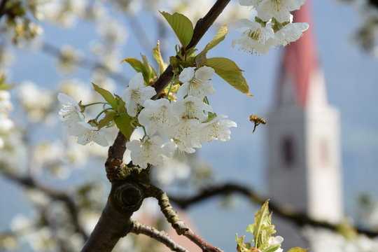 Wei&szlig;e Kirschbl&uuml;ten, Bl&uuml;tezeit in S&uuml;dtirol, Nahrung f&uuml;r die flei&szlig;igen Bienen 