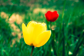 Focus on a magnificent yellow tulip flower