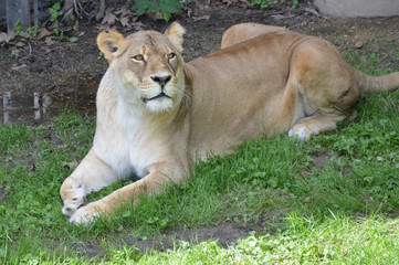 Fototapeta na wymiar Lioness laying in the grass