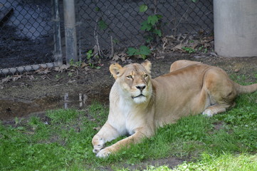 Lioness laying in the grass