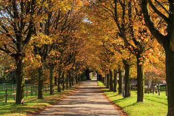 Naklejka premium Allee im Herbst, Deutschland
