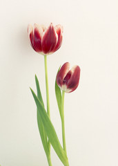 two tulips in light background