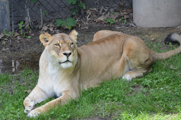 Obraz na płótnie Canvas Lioness laying in the grass