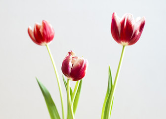 Red Tulips in bloom