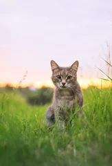 Schilderijen op glas  cute beautiful striped kitten fun and rushing through the green summer meadow © nataba