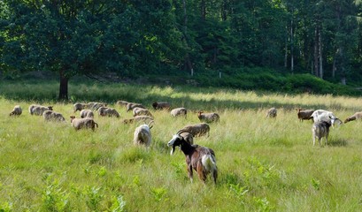Troupeau de chèvre dans une pâture