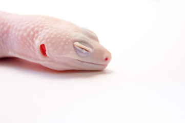 Sleeping common Rainwater albino gecko (Eublepharis macularius) focus on head and outer ear, shallow depth of field. Close up of albino lizard with eyes closed resting head on ground, white background