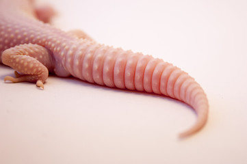 Detail of tail of a common Rainwater albino gecko (Eublepharis macularius) lizard on white...