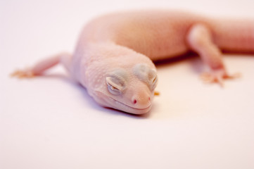 Close up of Rainwater albino gecko (Eublepharis macularius) resting head on ground. Albino gecko on white background in studio, macro lens shallow depth of field. Albino Gecko isolated on white