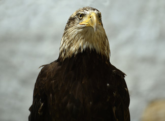 aguila calva americana