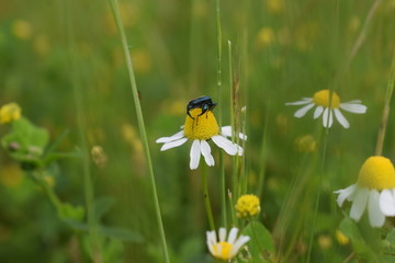beetle on chamomile in grass field