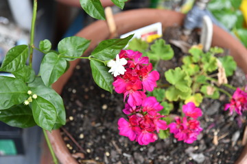 Flowers on the patio