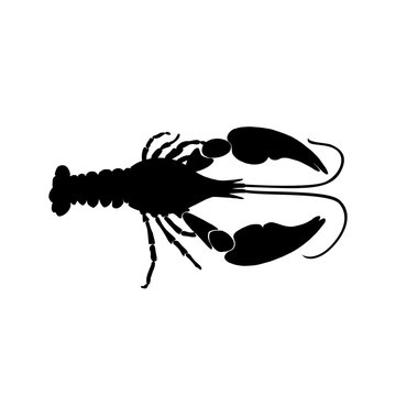 Vector illustration of black crawfish silhouette on white background. Cancer silhouette