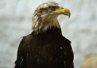 aguila calva
