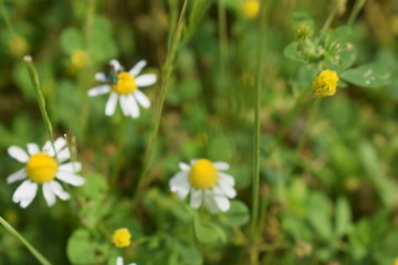 beetle on chamomile in grass field