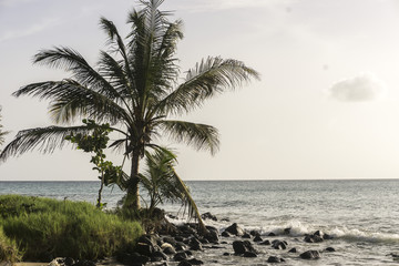 Fototapeta na wymiar beautiful island beach in the caribbean
