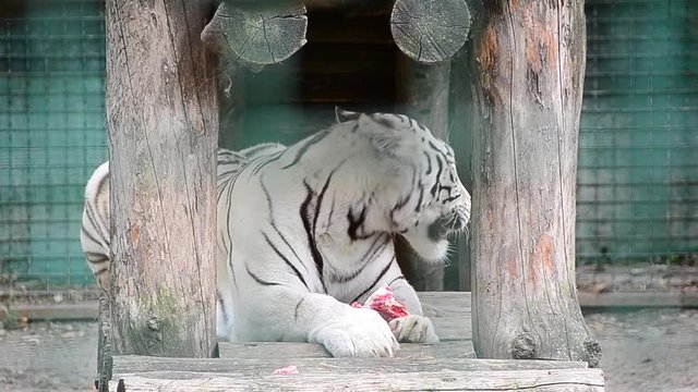 Panthera tigris tigris, white tiger, bleached tiger, eats