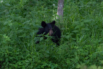 Fototapeta premium Black bear in the forest