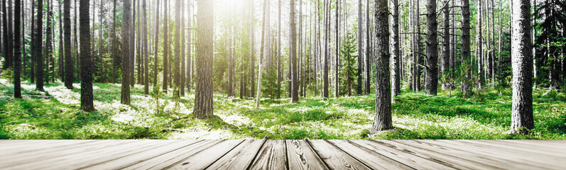 Fototapeta na wymiar Wild forest panorama