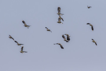 Kiebitz (Vanellus vanellus)