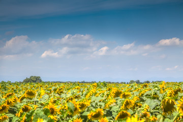 Fototapeta premium Warm yellow flowers on blue sky background