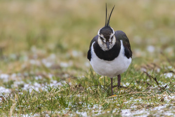 Kiebitz (Vanellus vanellus)