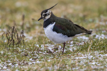 Kiebitz (Vanellus vanellus)