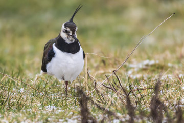 Kiebitz (Vanellus vanellus)