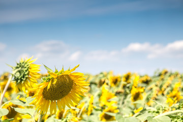 View of the beautiful Sunflowers field