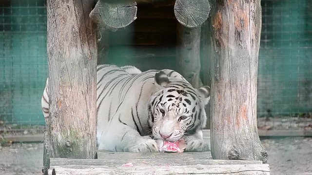 Panthera tigris tigris, white tiger, bleached tiger, eats