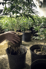 Planting Marijuana Plant Roots in Pot