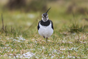 Kiebitz (Vanellus vanellus)