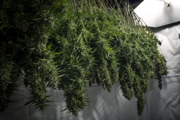 Mature Indoor Marijuana Plants Hang Upside Down