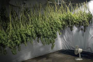 Cannabis Plant Buds Hanging in Indoor Farm