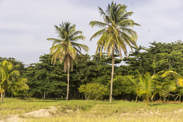 Fototapeta na wymiar palm tree trees, palm grove against the blue sky, a palm tree