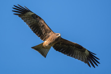 Black Kite soaring in Shizuoka Japan