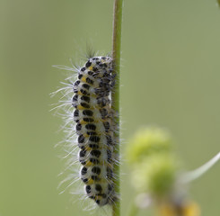 caterpillar on a grass