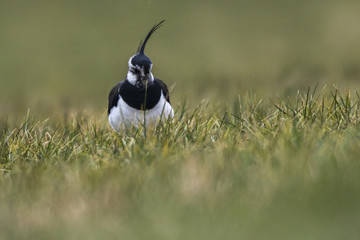 Kiebitz (Vanellus vanellus)