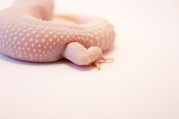 Close up of lower body and left leg of Rainwater albino gecko (Eublepharis macularius) on white background, macro lens, shallow depth of field. Detail of albino gecko in studio.