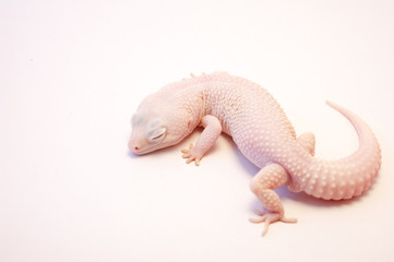 Full body of Rainwater albino gecko (Eublepharis macularius) shot from above on white background in studio with macro lens, shallow depth of field. Detail of bumpy scales of curled lizard, eyes closed