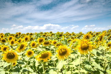 Fototapeta premium field of blooming sunflowers and sunshine