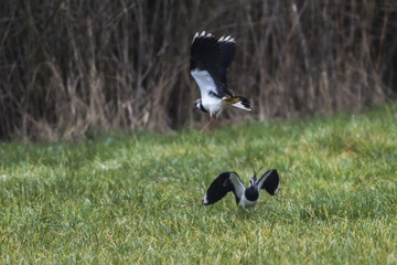 Kiebitz (Vanellus vanellus)