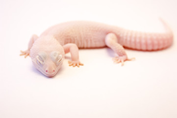 Rainwater albino gecko (Eublepharis macularius) full body on white background. Pink albino lizard isolated on white. Common gecko as a pet. Albino Gecko with eyes closed shot in the studio on white.