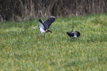 Kiebitz (Vanellus vanellus)