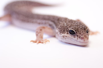 Common leopard gecko (Eublepharis macularius) full body in studio on white background, selective focus. Focus on eyes of leopard gecko lizard on white, body close to the ground.