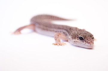 Common leopard gecko (Eublepharis macularius) full body in studio on white background, selective...