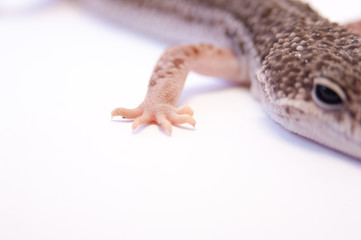 Close up of common leopard gecko (Eublepharis macularius) looking at camera. Gecko lizard on white background in studio with macro lens. Shallow depth of field. Focus on eyes and head, head cropped.
