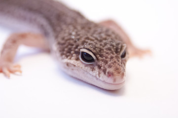 Close up of common leopard gecko (Eublepharis macularius). Gecko lizard on white background in...