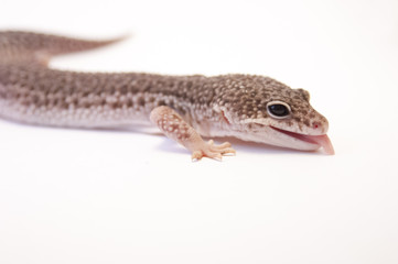 Close up of common leopard gecko (Eublepharis macularius) on white background, brown color profile. Head and front leg, profile. Mouth slightly opened tongue hanging out.